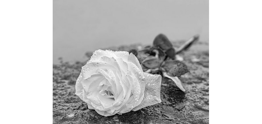 eine auf gefrorenem Untergrund auf einem Stein abgelegte Rose zum Ausdruck der Trauer und des Gedenkens mit genügend Textfreiraum in schwarz -weiß