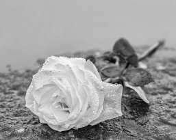 eine auf gefrorenem Untergrund auf einem Stein abgelegte Rose zum Ausdruck der Trauer und des Gedenkens mit genügend Textfreiraum in schwarz -weiß eine auf gefrorenem Untergrund auf einem Stein abgelegte Rose zum Ausdruck der Trauer und des Gedenkens mit genügend Textfreiraum in schwarz -weiß